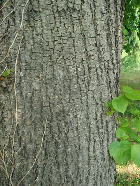 Tilia platyphyllos ecorce